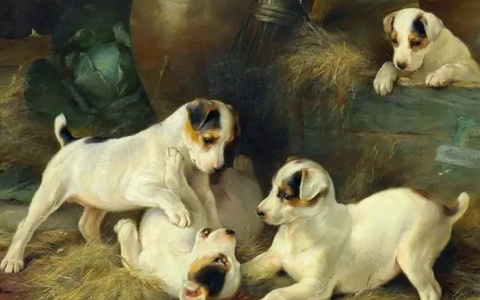 可爱至极的小狗、小猫、小牛、小马...